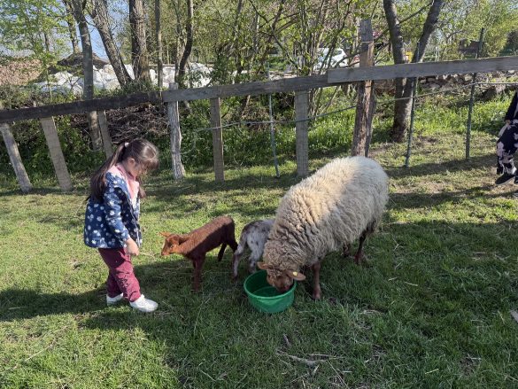 Ausflug zum Hof Kotthausen – Die Känguruklasse unterwegs