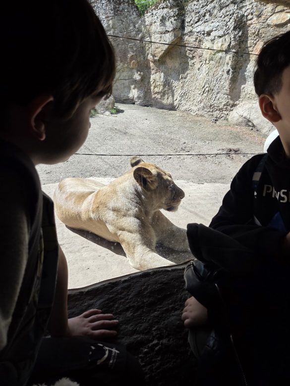 2026-zoobesuch-01 Ausflug der ersten Klassen in den Zoo